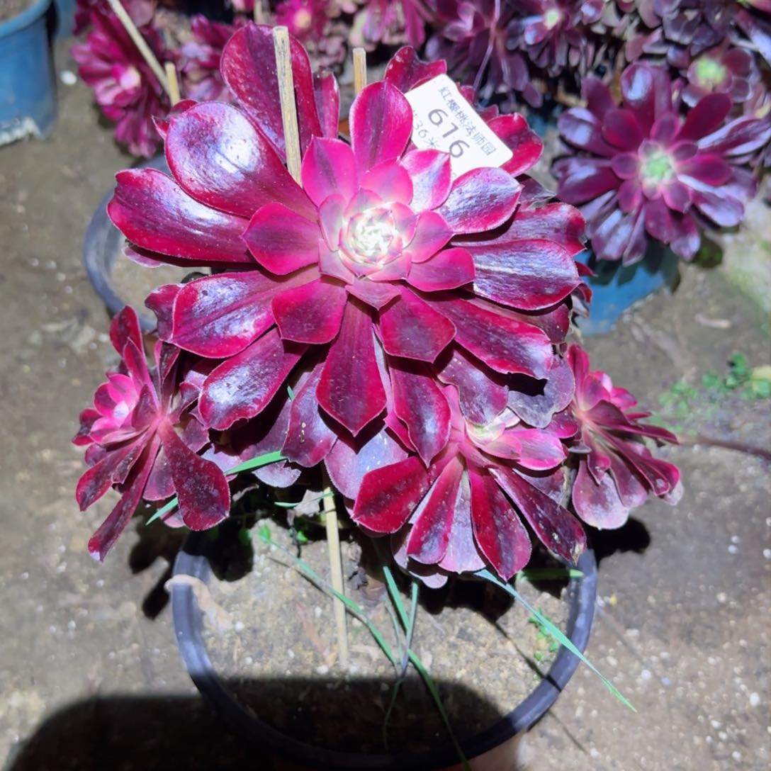 美杜莎法师多肉616