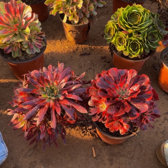 美杜莎9.9➕孔雀锦9.9