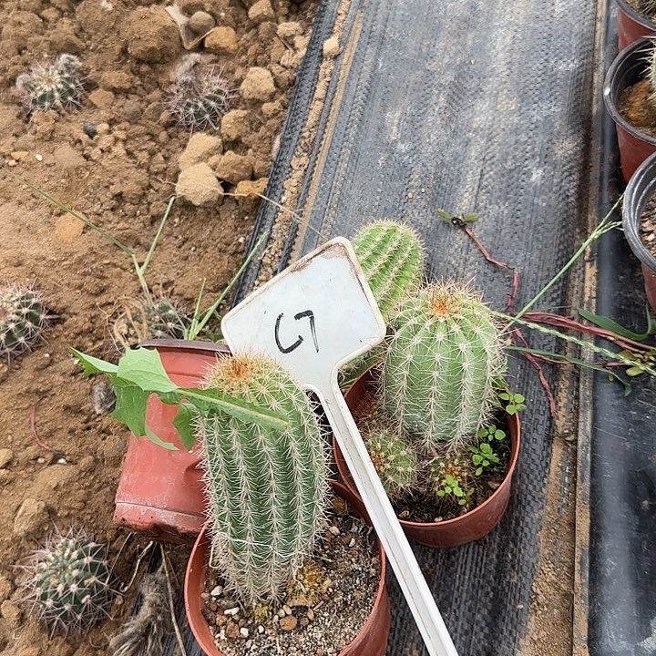 佛***语C7毛花实生的20的