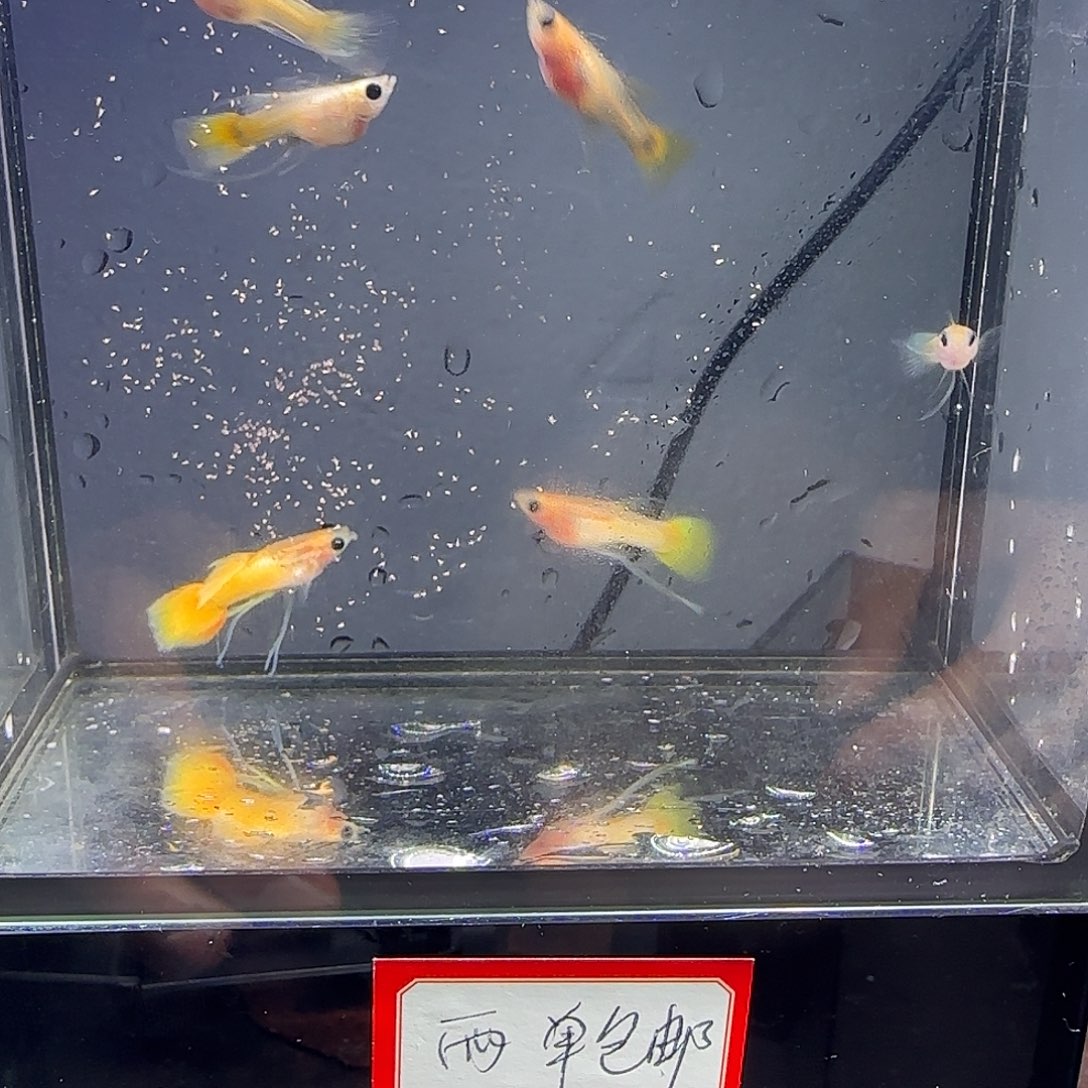 孔雀鱼黄金玻璃猫清港