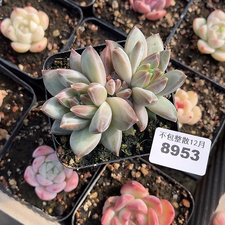 阿雅园艺。       8953