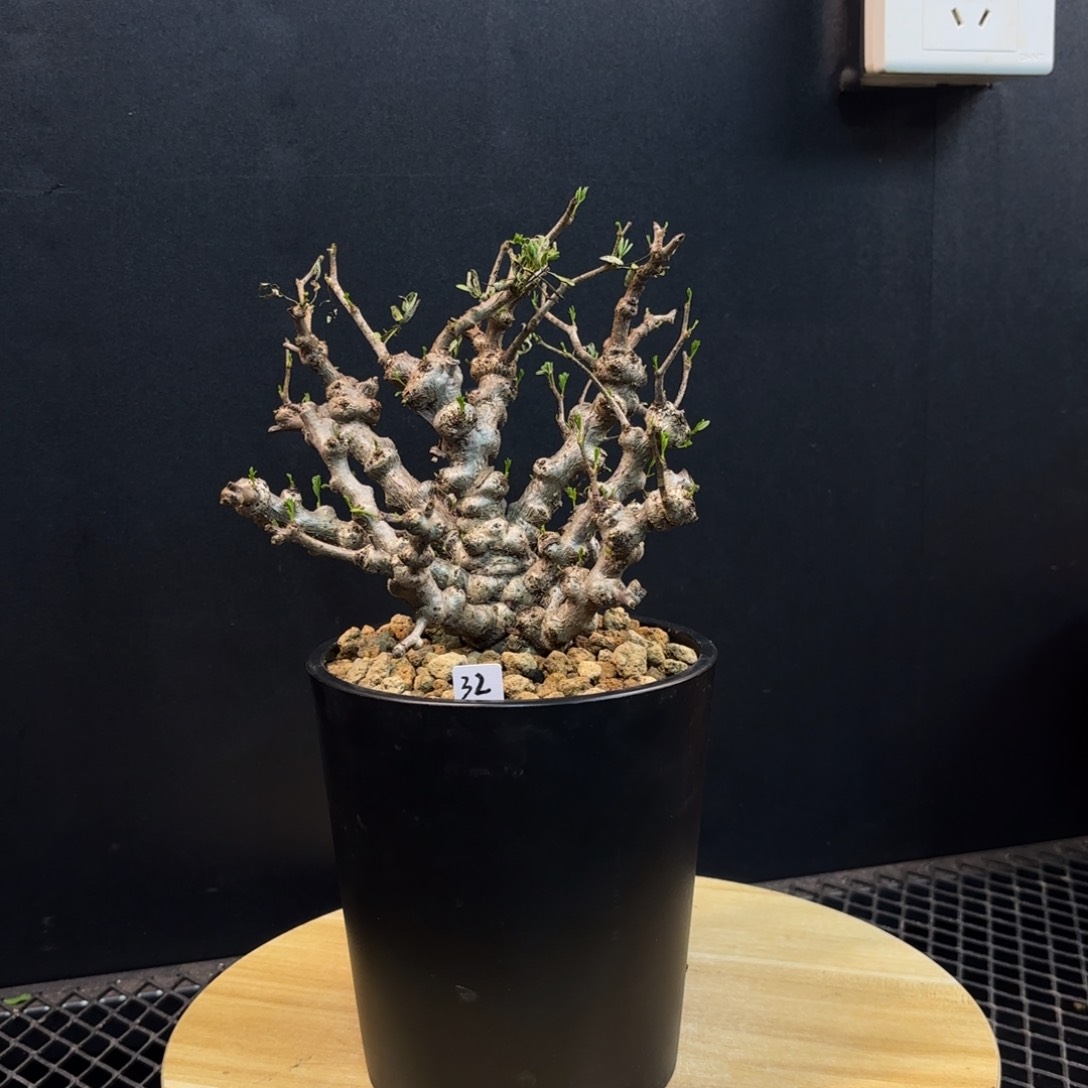 沙漠苏木带盆土32