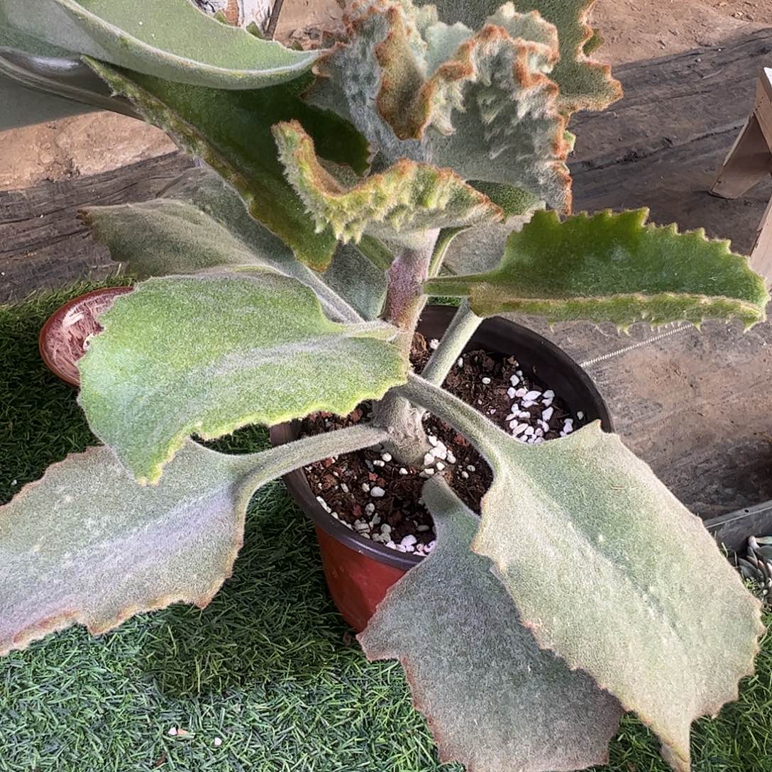 愚***鲁多肉植物多肉植物