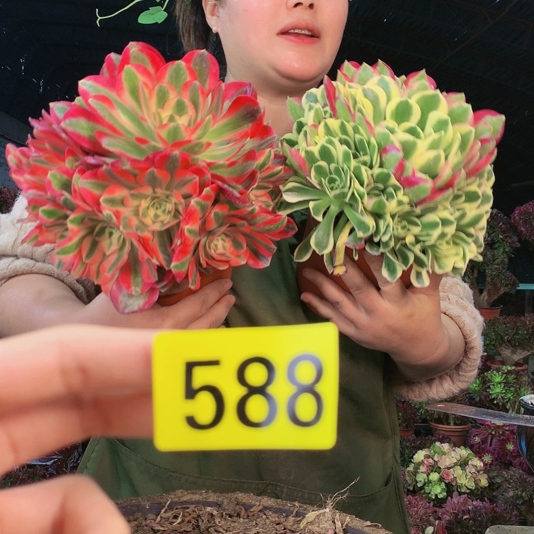 柒哥多肉法师不包侧断枝588