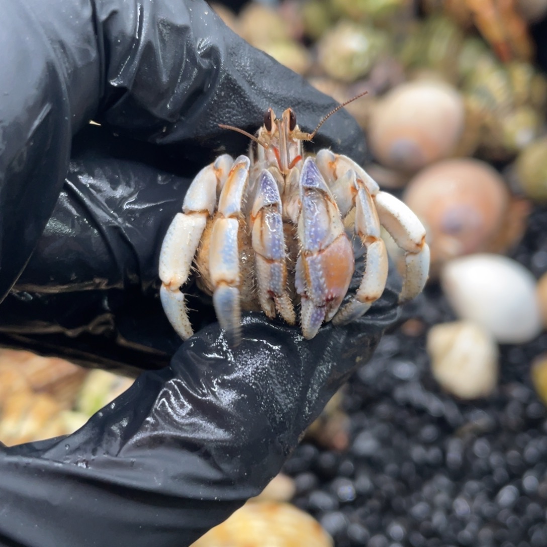 不退不换谢谢支持11