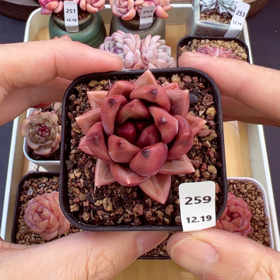 好好看259、哈哈哈哈