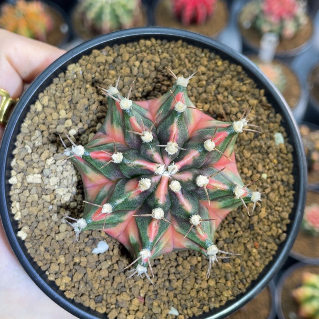 米哈星球000000000107