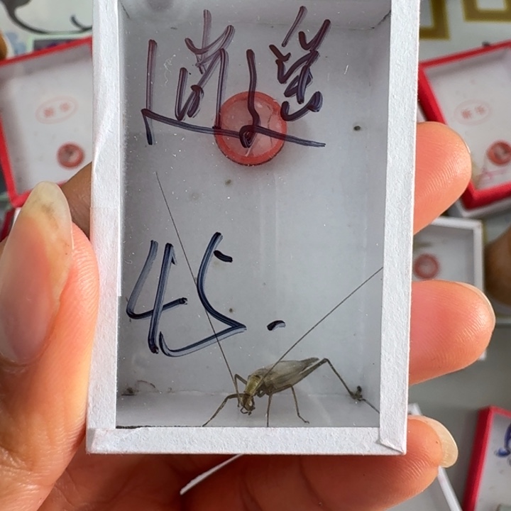 逍***遥蟋蟀蝈蝈我在外面吃饭1111