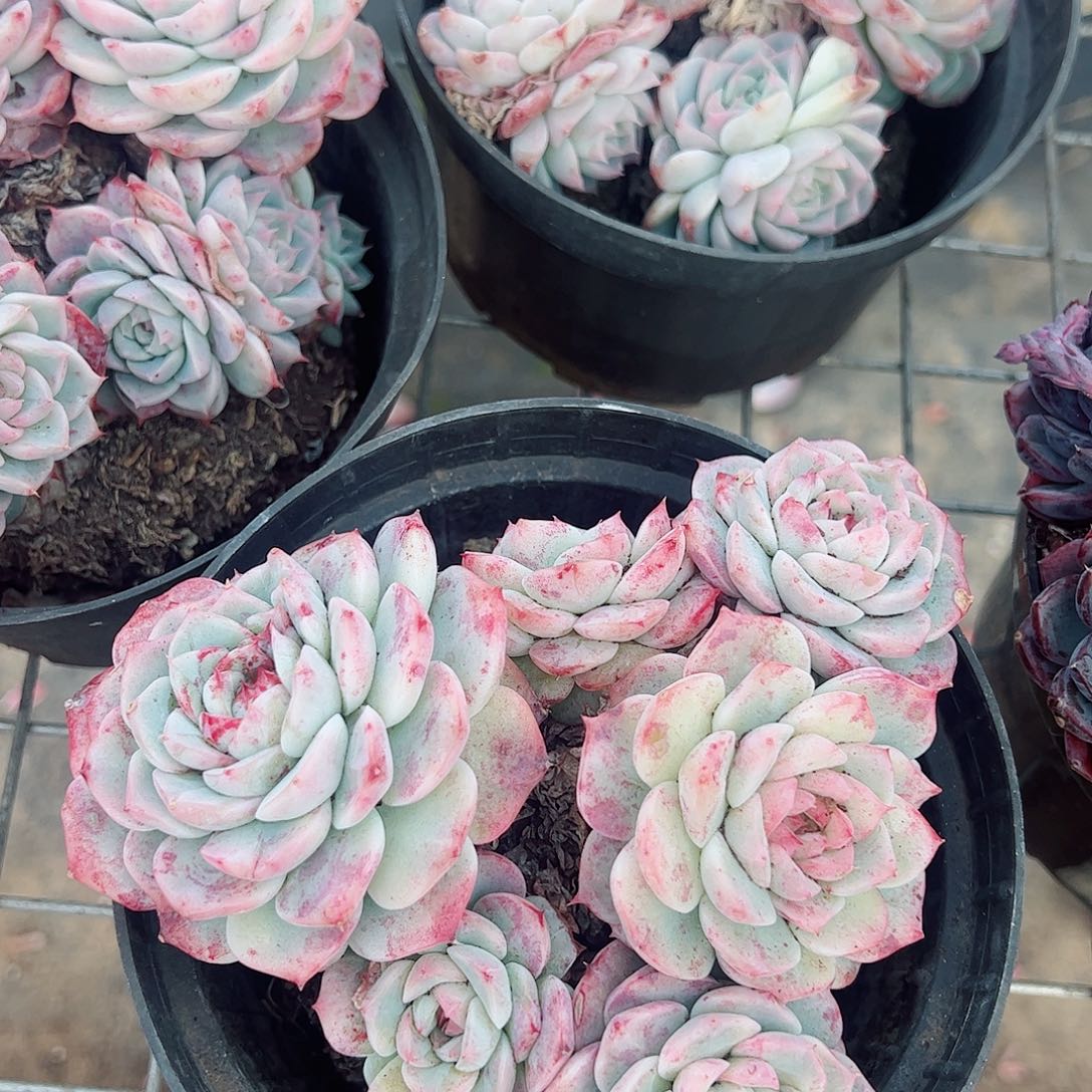 粉水晶多头群生精品特价