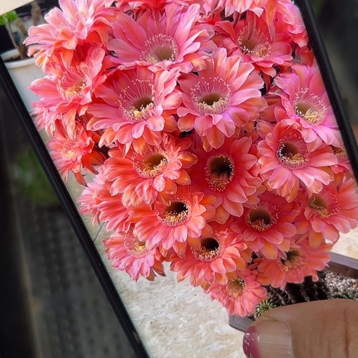 53彩草遐想歪无根侧芽4公分左右20包邮