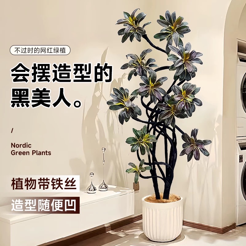 娃娃朱蕉盆栽老桩净化空气室内客厅耐阴造型网红植物紫气东来好养