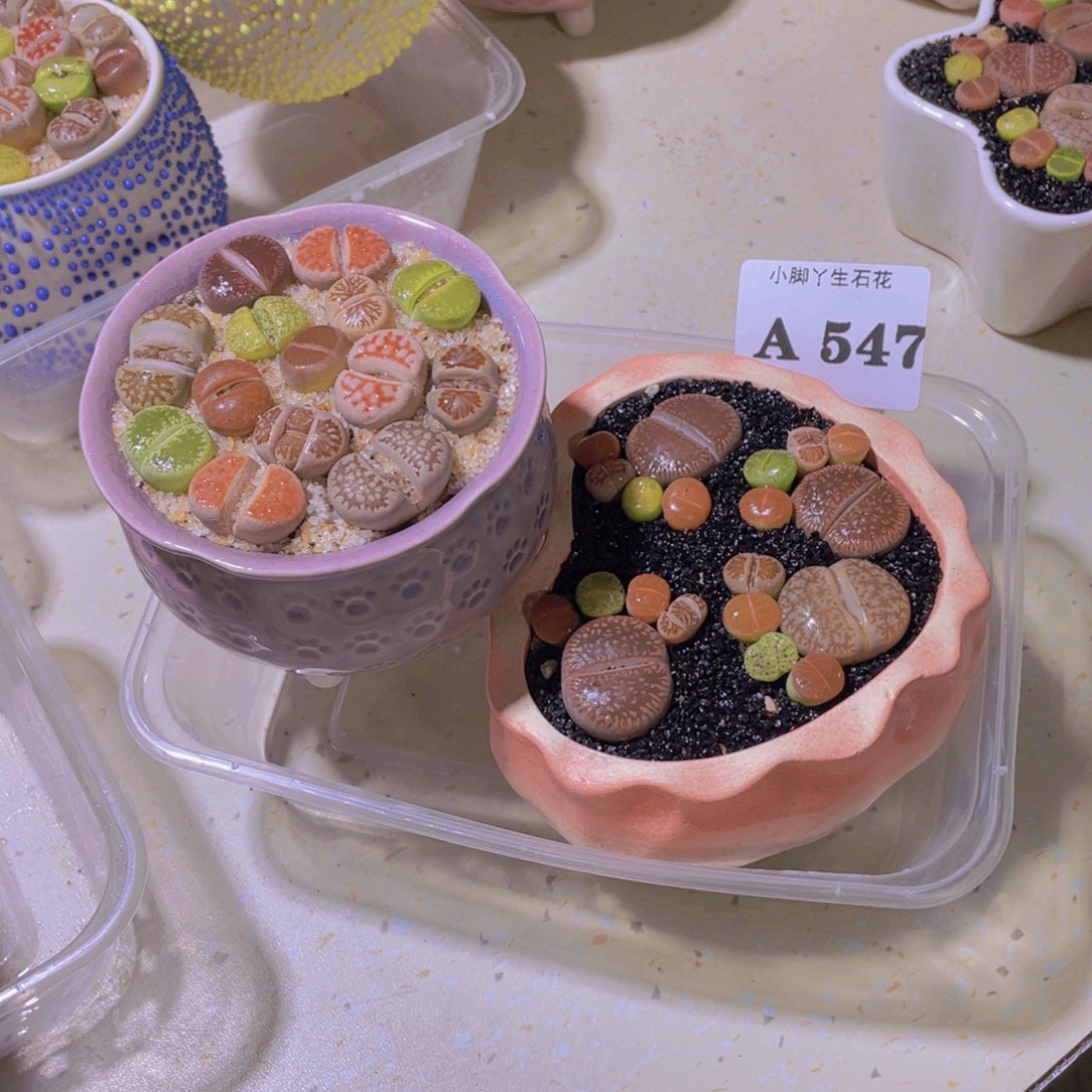 ?*547生石花一个