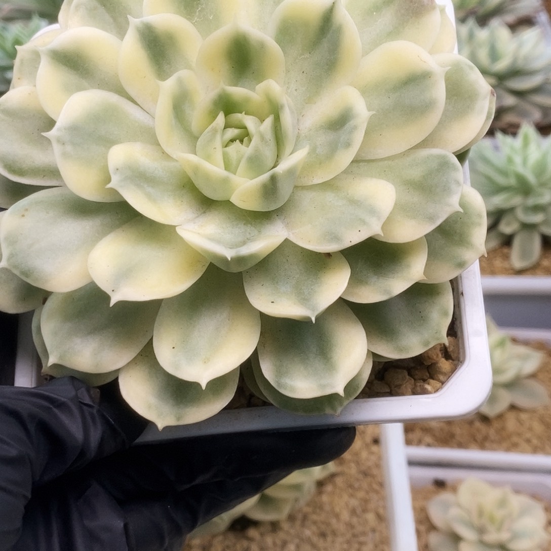 019昂丝诺锦锦锦锦锦锦
