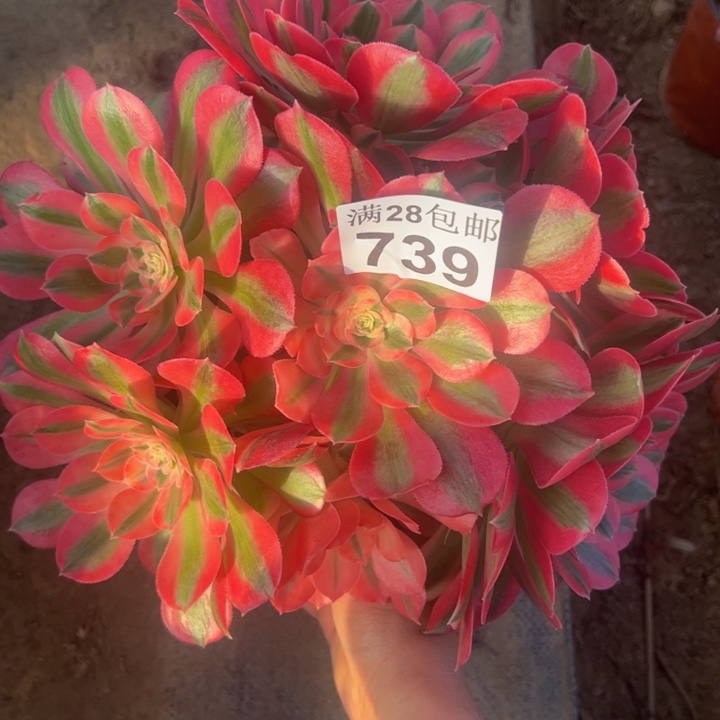 739女巫多肉植物