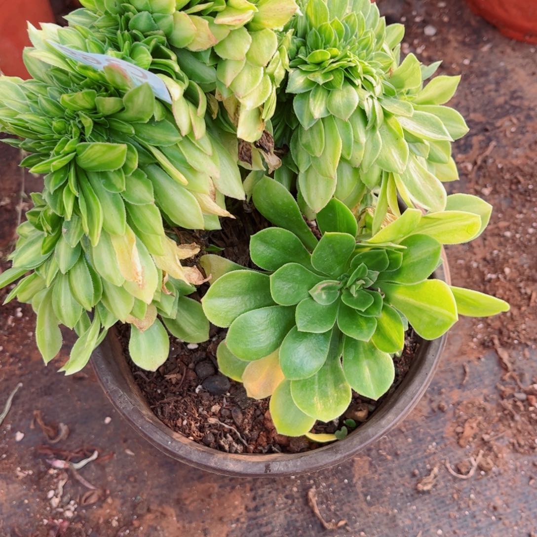 多肉植物369翡翠琉璃