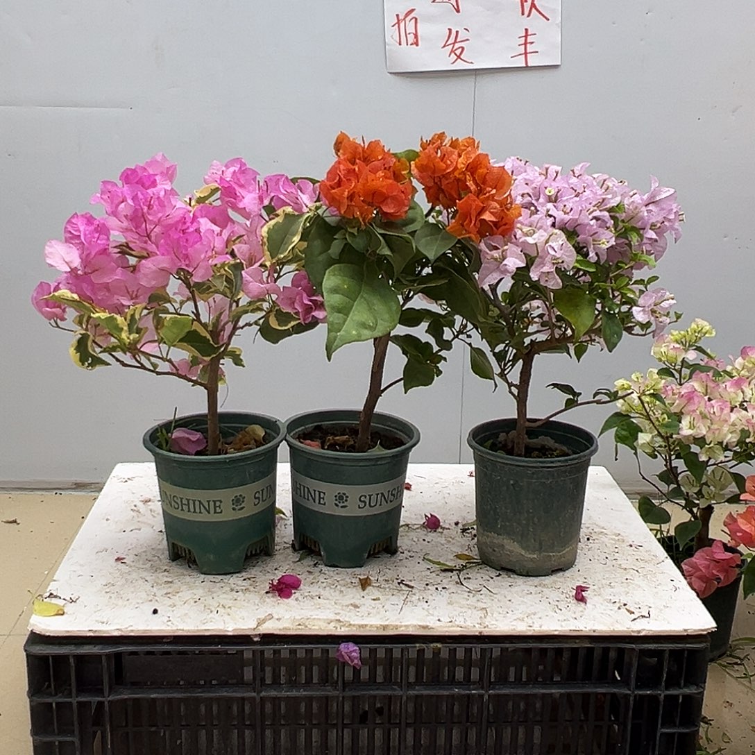 大部分花苞少量开放中国丽人，明扬橙，苹果花组合