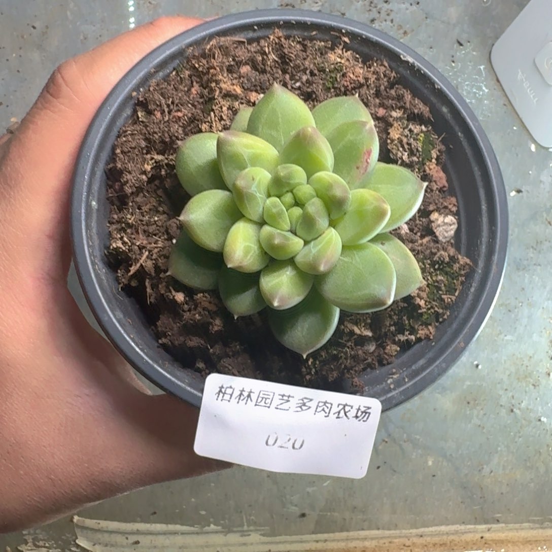 020美人杂交 一物一拍