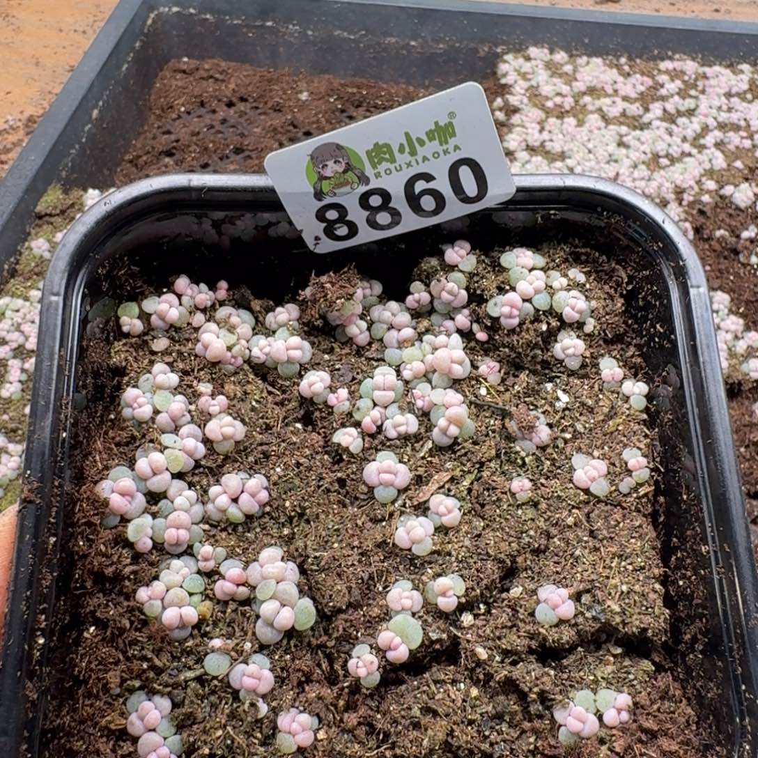 田***望多肉植物多肉植物