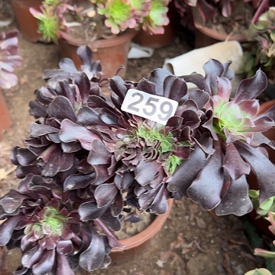 泛***歌多肉植物一个欧子259