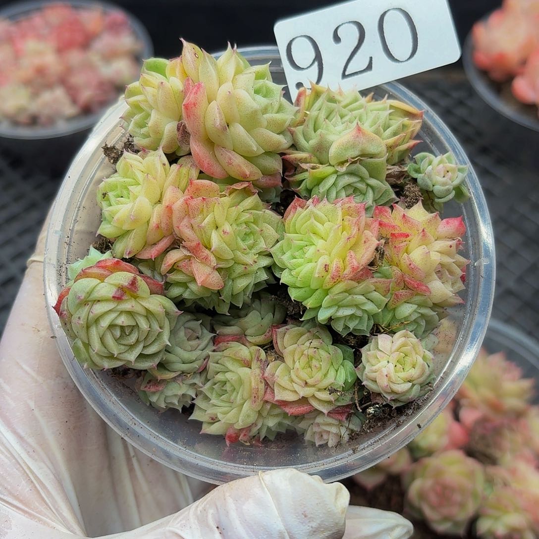 多肉植物多肉植物920