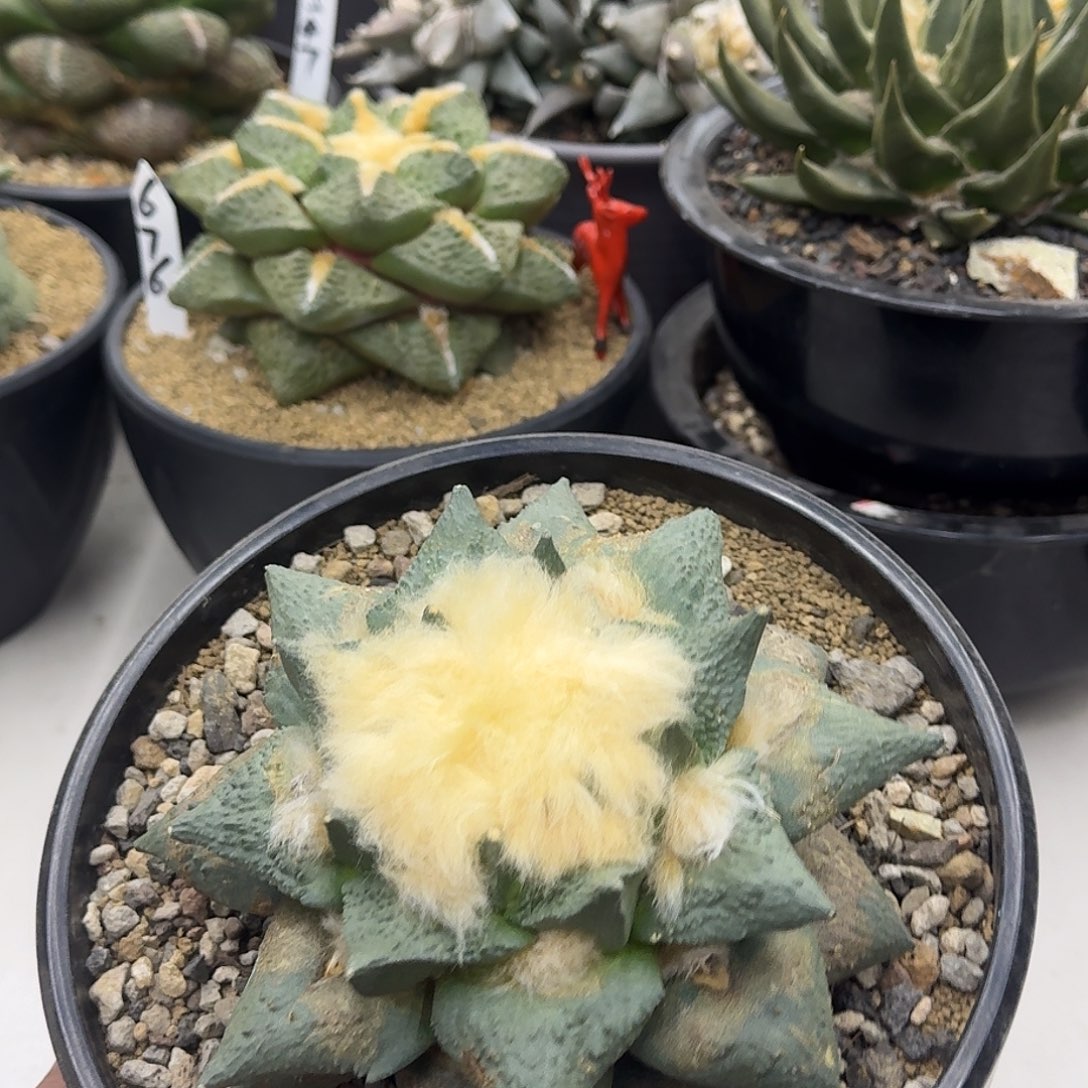 牡丹仙人球，蓝皮接近16公分