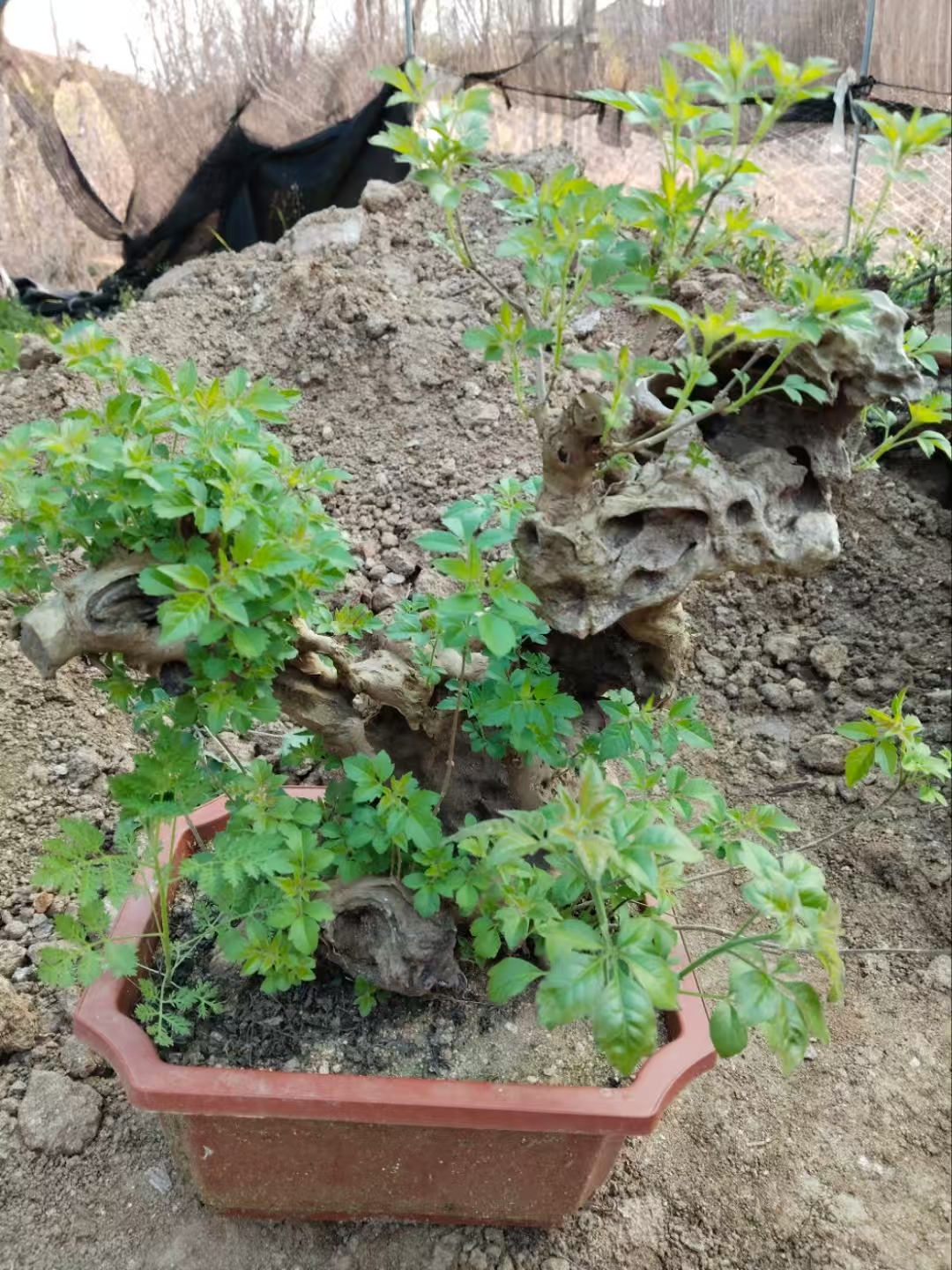 黄荆桩.黄芦盆景好养好活