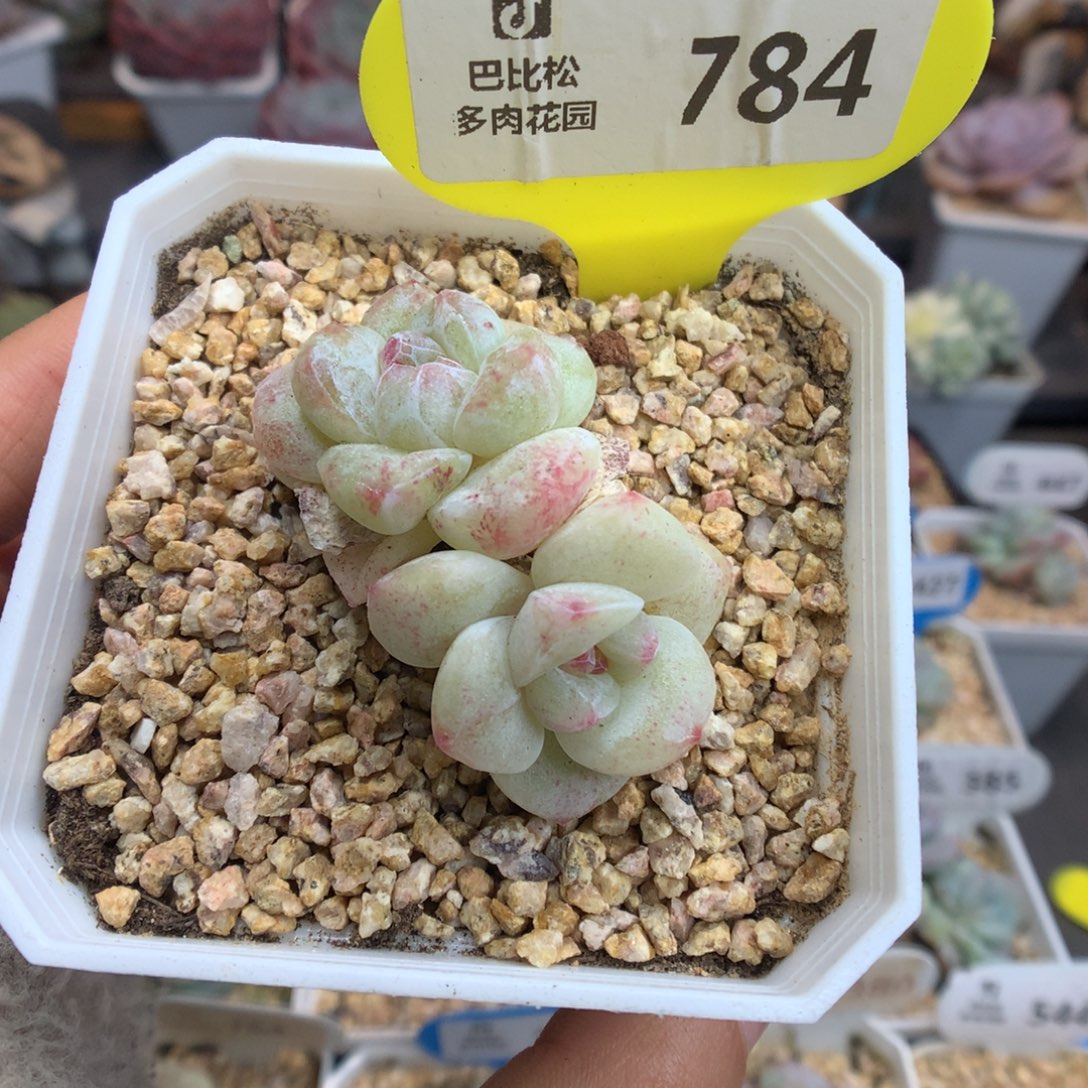 784双头冰玉石化多肉植物