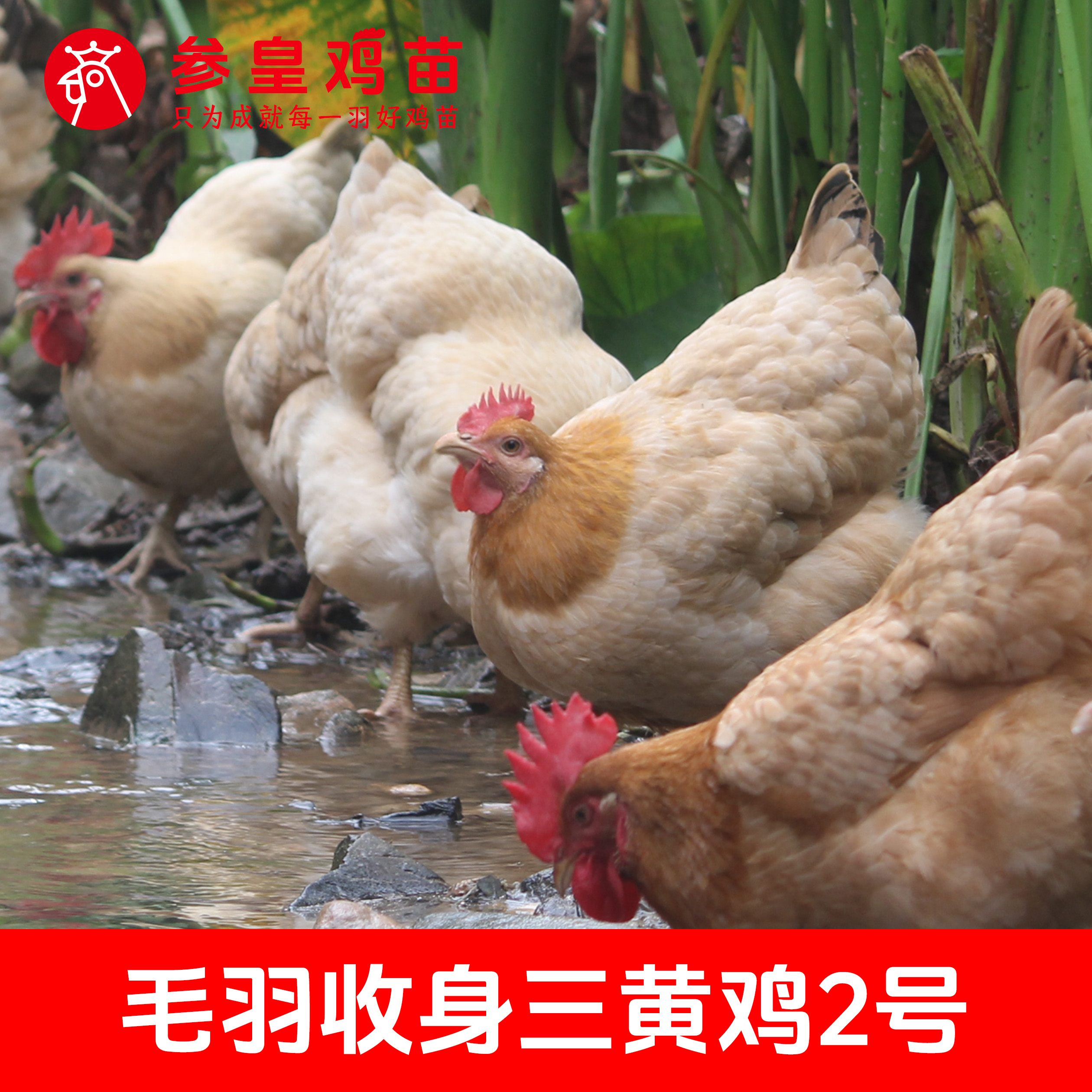 参皇 参皇三黄2号母苗 金黄亮丽鸡