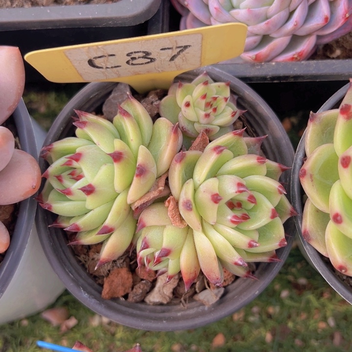 健健康康平平安安