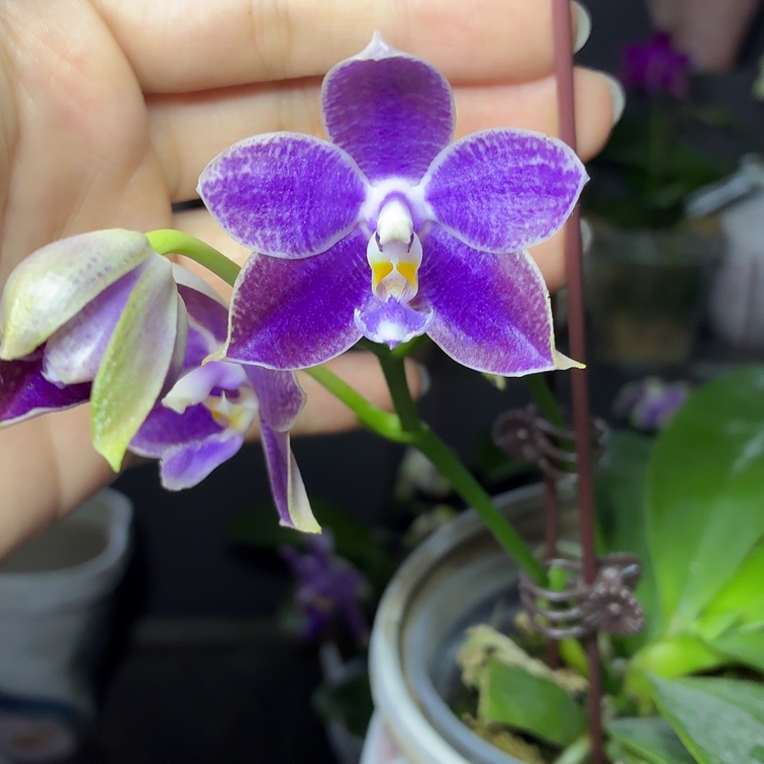 当前无花朵，栽培后可花朵A1106yss1230