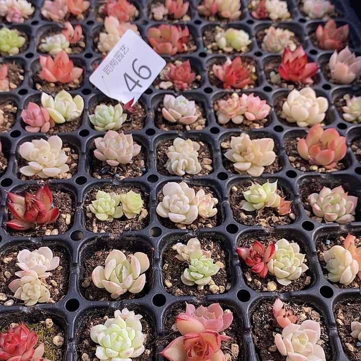 46 多肉植物盆栽花卉