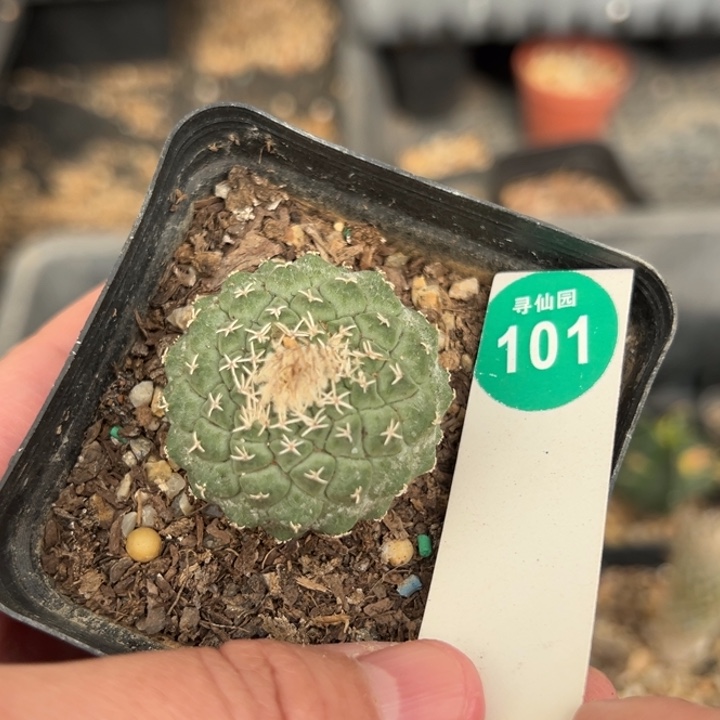 实生母本菊水2.5cm一棵仙人球