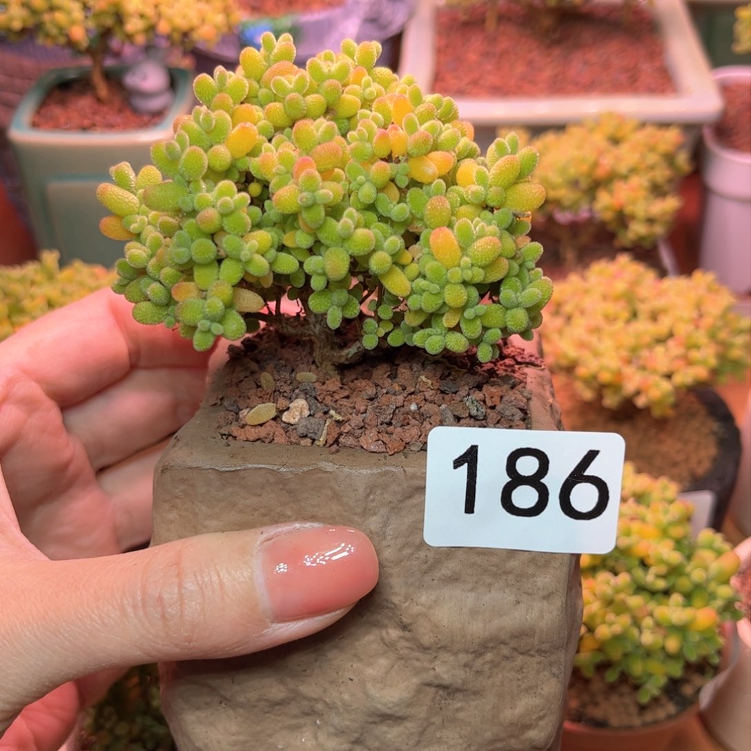 186金橘可爱多肉植物