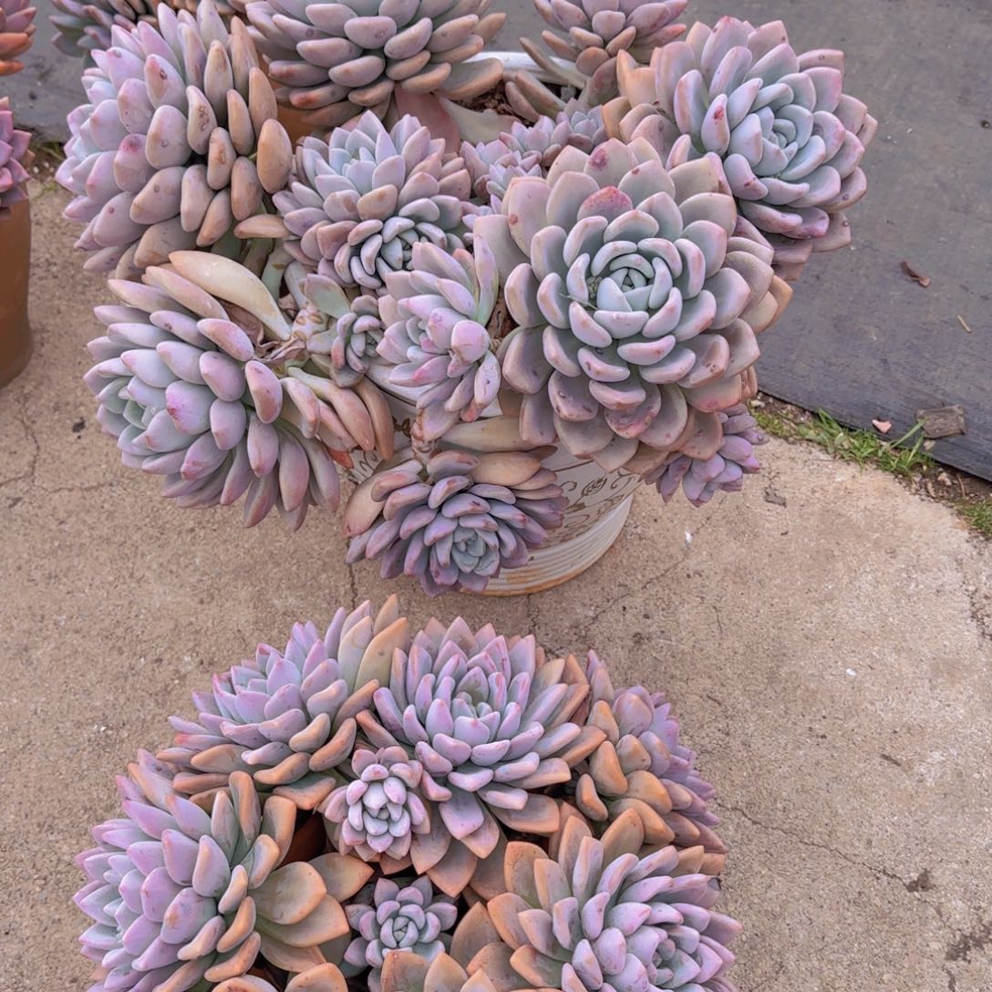 丁***啷3-13奥普琳娜多肉植物