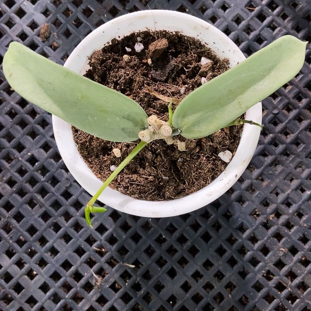 完全开放全银琴叶30