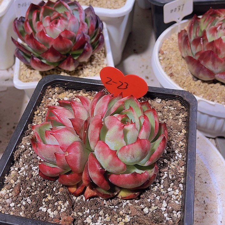 惊鸿仙子多肉植物2-23