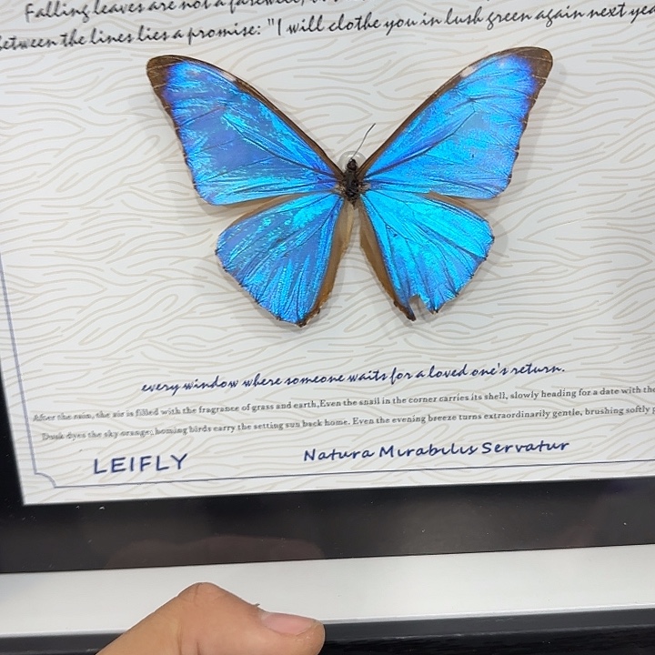 语***生蝴蝶标本定制145@