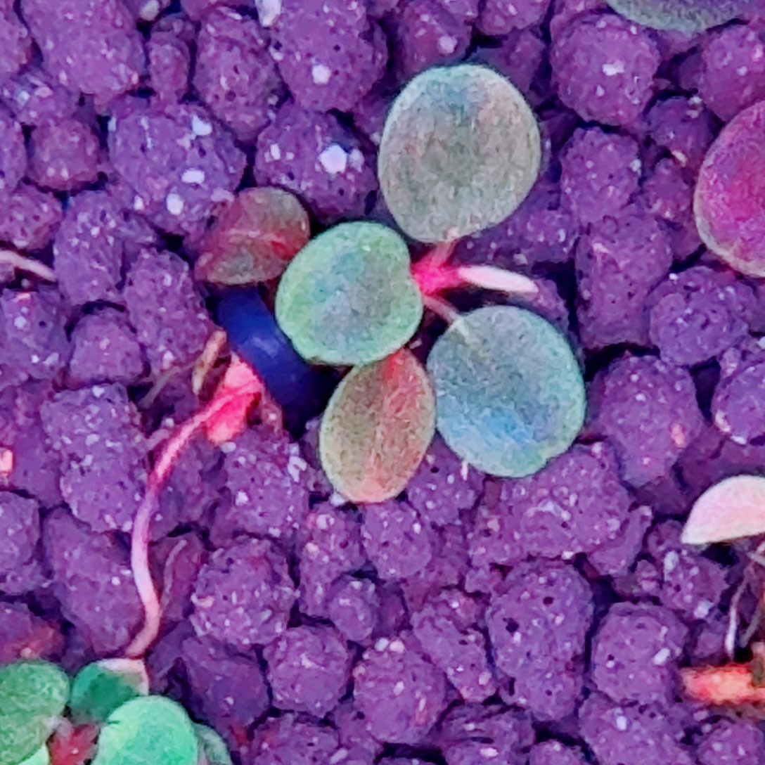 无花朵福利12号福利价植物价一头