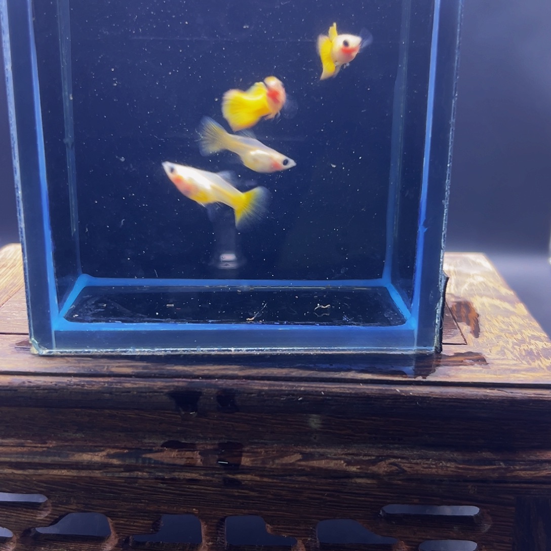 孔雀鱼黄金玻璃猫球两对