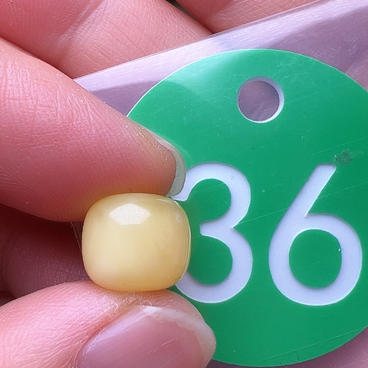 蜜蜡裸石未镶嵌花粉10.3m m