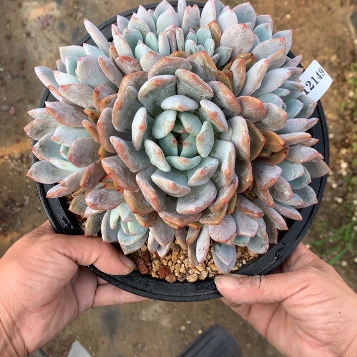 12149嗯嗯嗯嗯嗯嗯好喜欢你