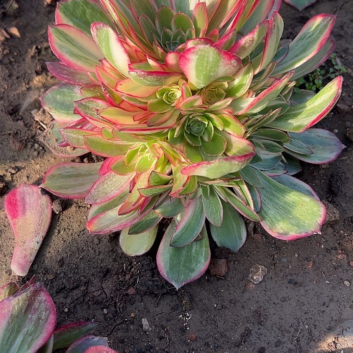 2.13-7黑膜锦多肉植物3