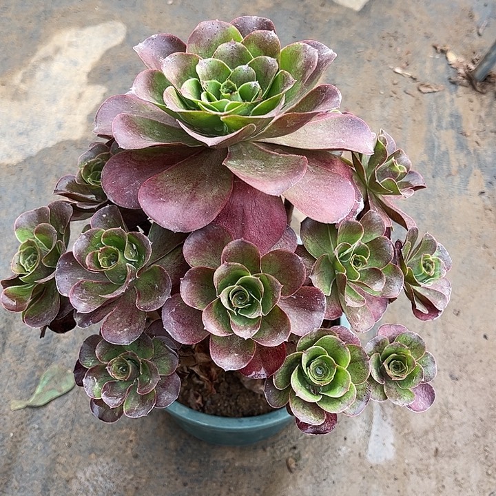 魅金玫瑰多肉植物9