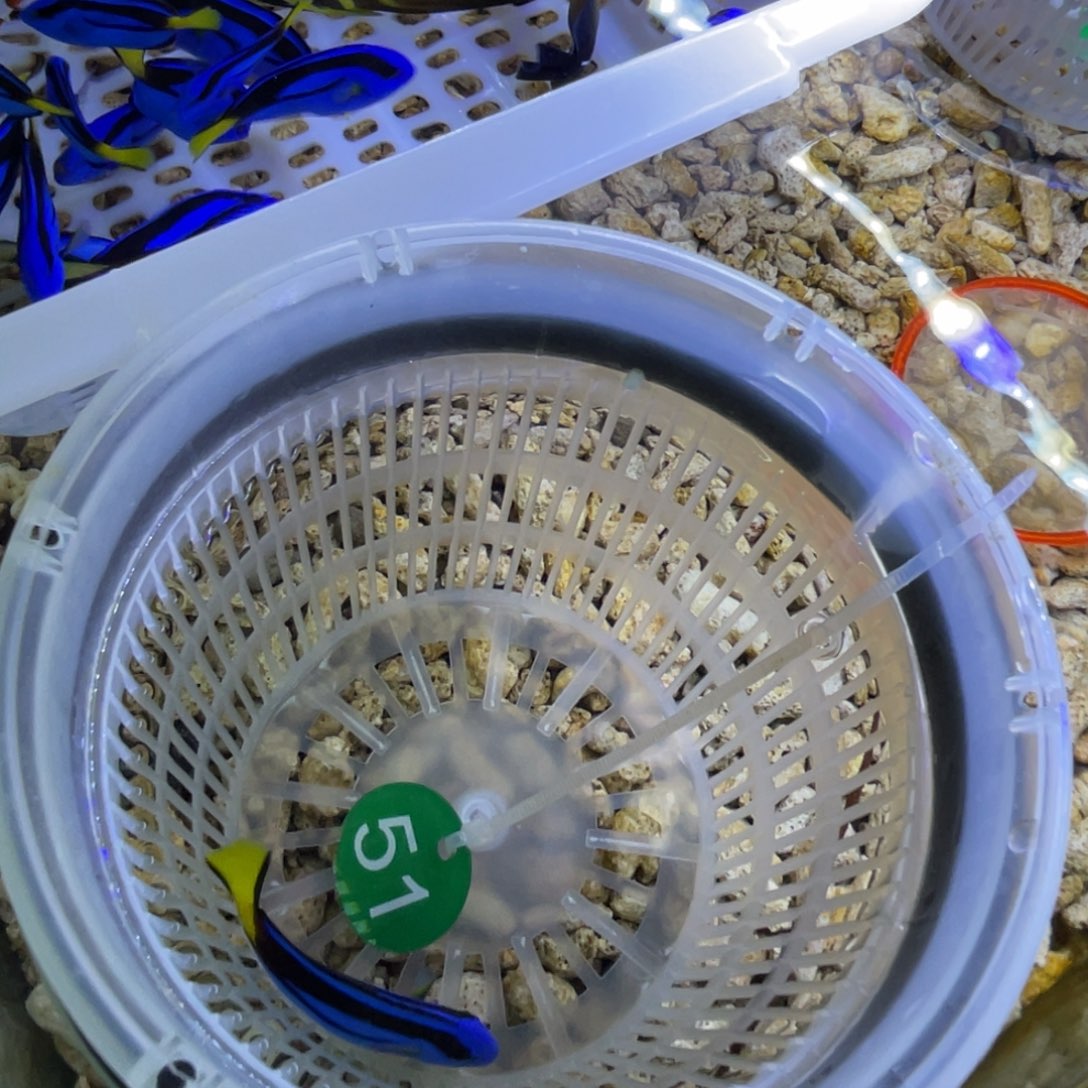 海水鱼蓝调一条顺丰包邮