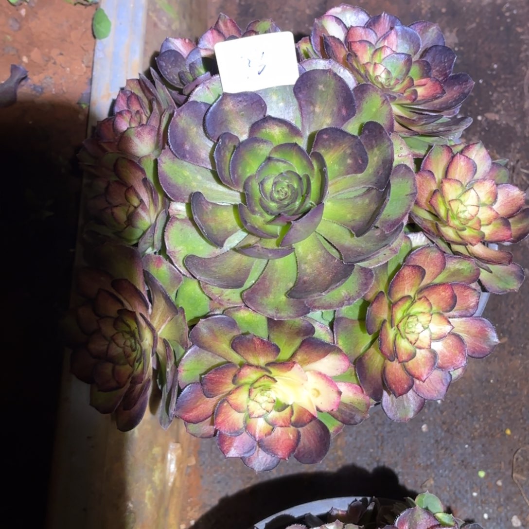 云南多肉植物海王七彩