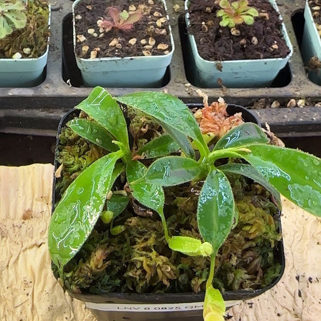 无花朵LNV猪笼草猪