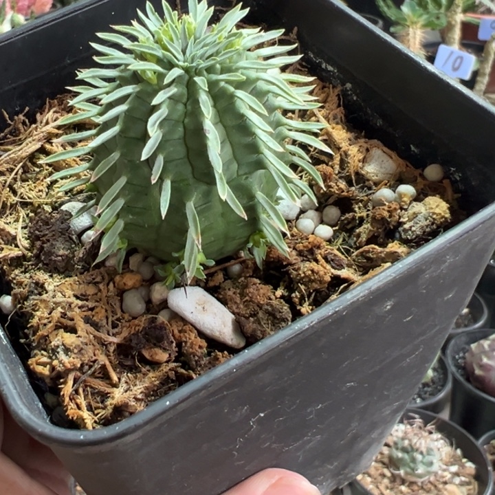 群星冠大戟带盆111111111111