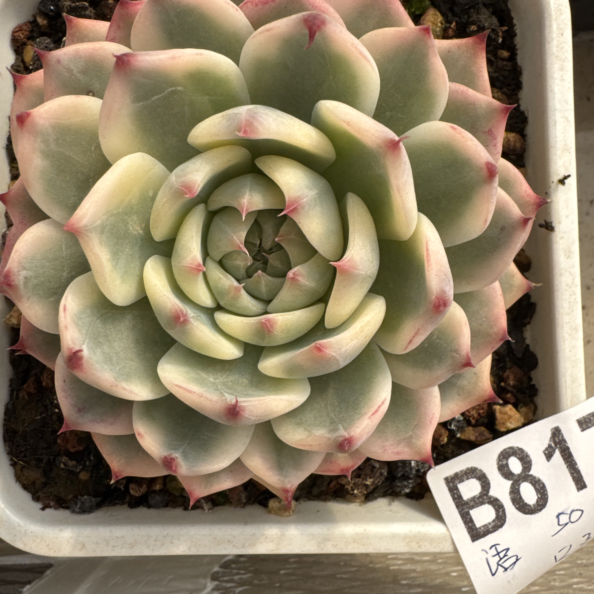 B817，舞语，多肉植物吉娃娃锦