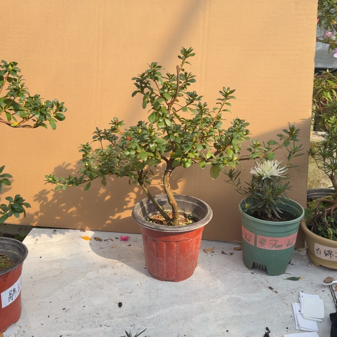 阖***3完全开放娟之舞杜鹃花