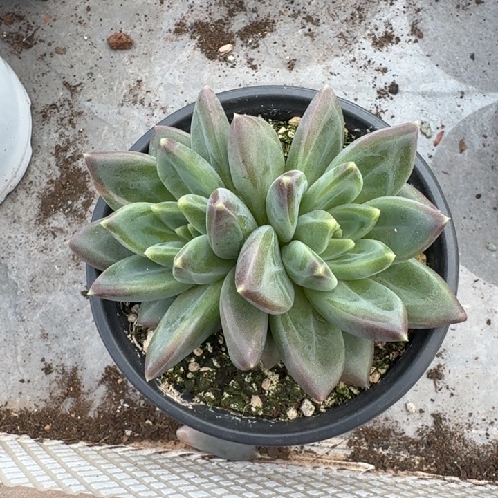 美人杂交 一物一拍